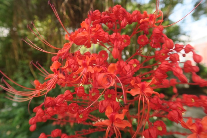 白水碗