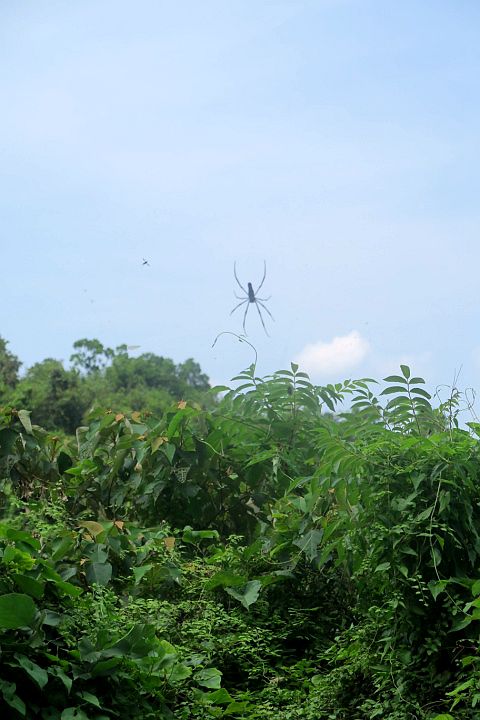 白水碗