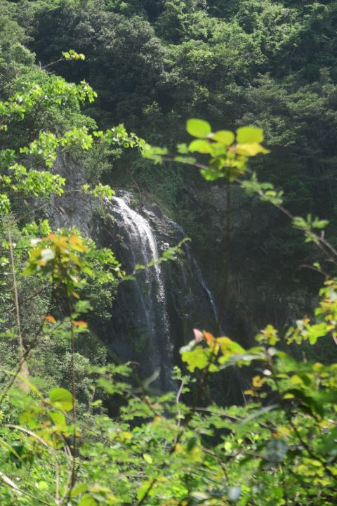 白水碗