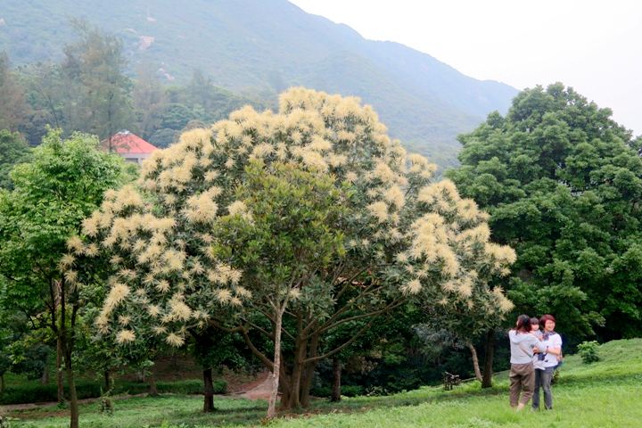 龍蝦灣大嶺峒