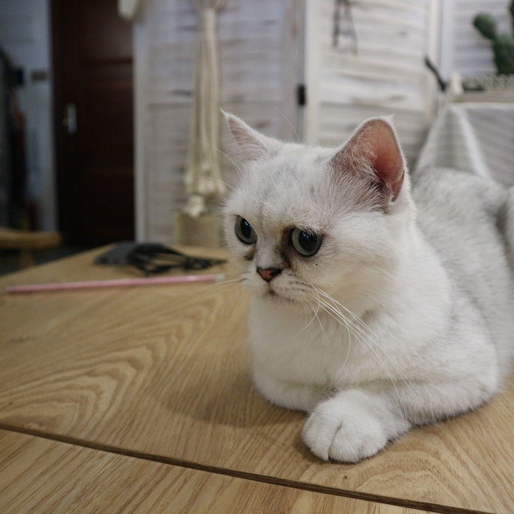 貓的日子 深圳