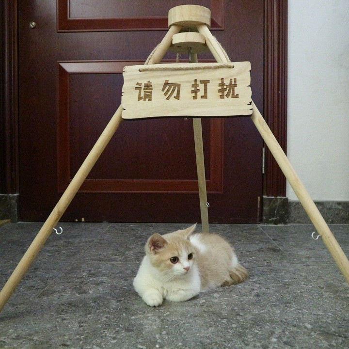 貓的日子 深圳